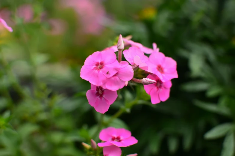 purple flowers in a green background with blurry edges