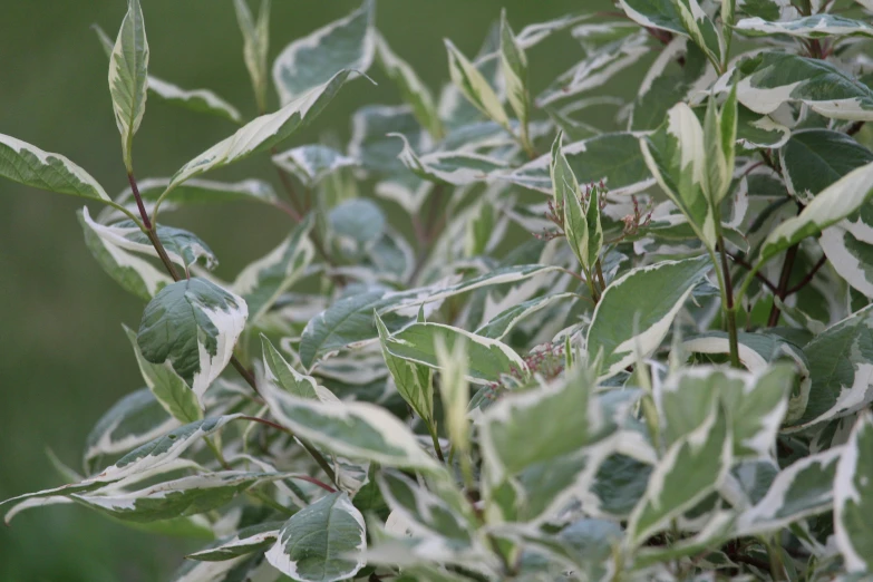 the leafy nches of a bush are green