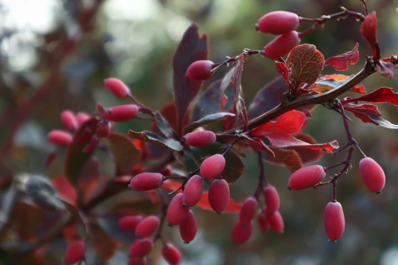 a close up of some red leaves on a plant