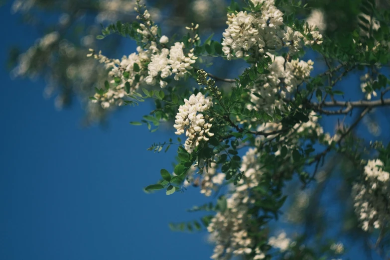 a bunch of white flowers growing on top of a tree