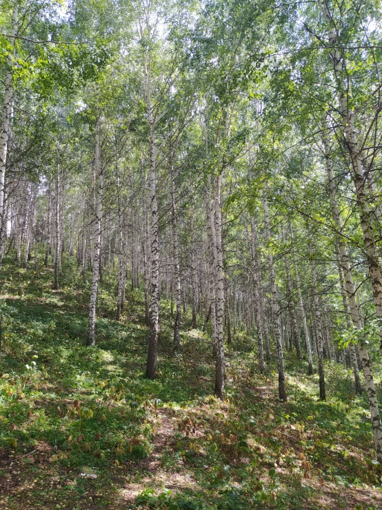 trees on the ground next to a forest with many leaves