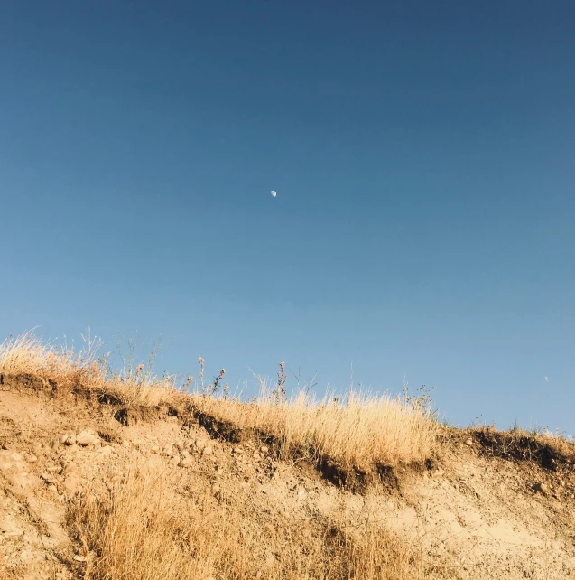 the top of a hill with weeds in the foreground and a moon in the distance