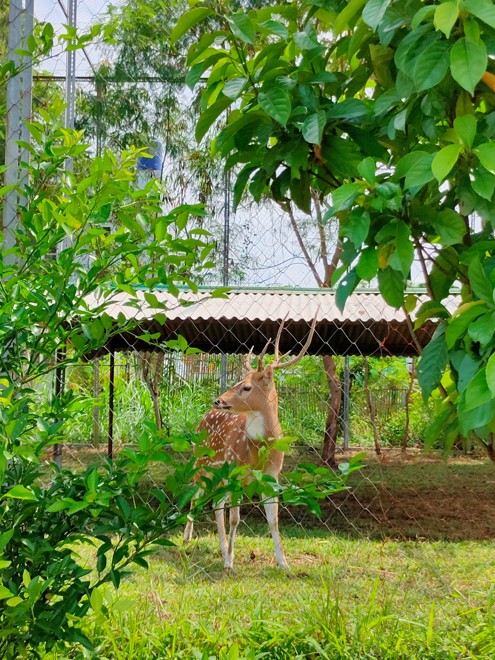 a deer stands in front of a chain link fence and grass