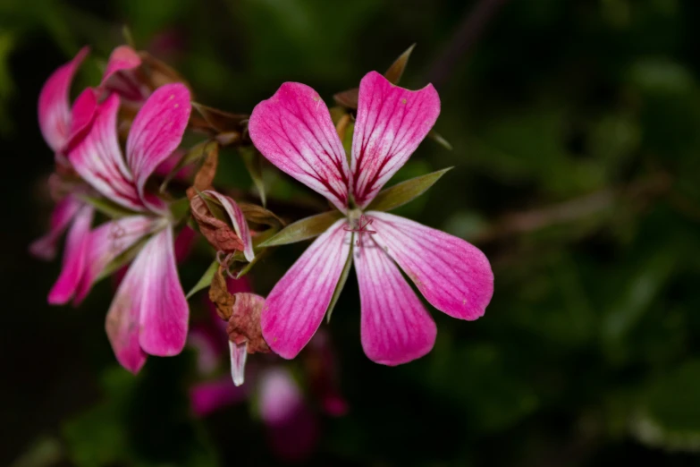 the flower is blooming and pink with green leaves