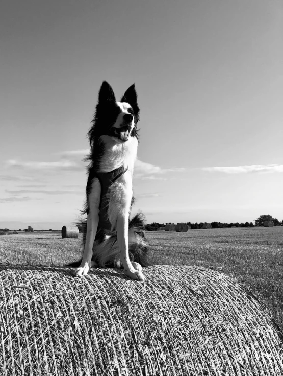 a dog sitting on top of a large field