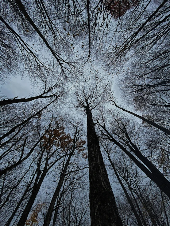 there are trees that are very tall together
