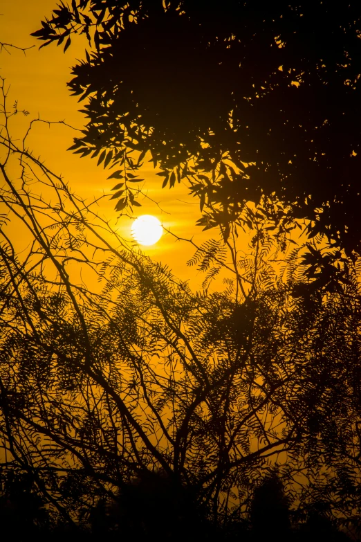 the sun is setting behind trees