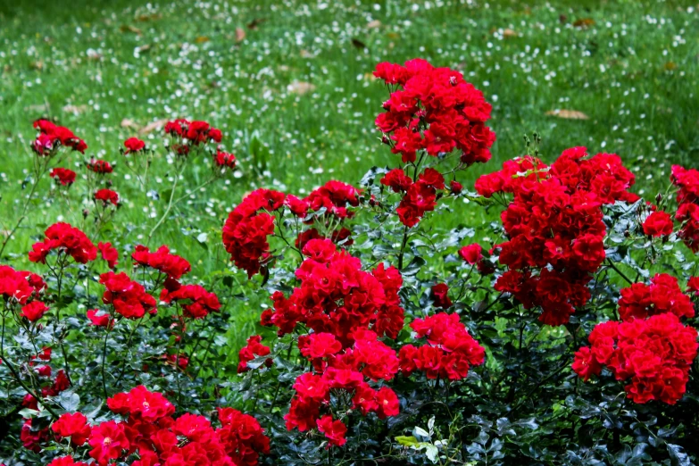 many red flowers in the middle of a green field