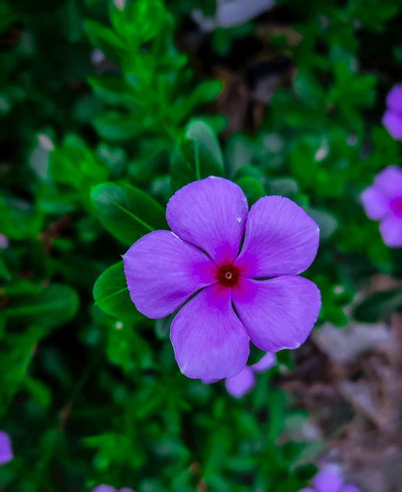 a blue flower is in the middle of some grass