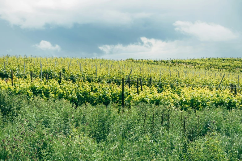 green field with clouds and trees on a cloudy day