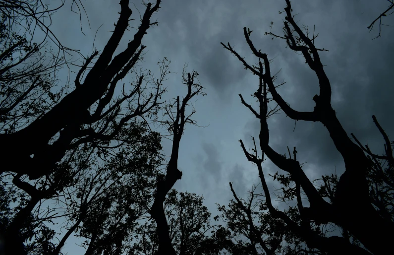 there are many trees under this cloudy sky