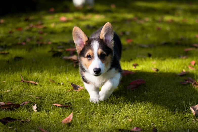 a little black and white puppy running in the grass