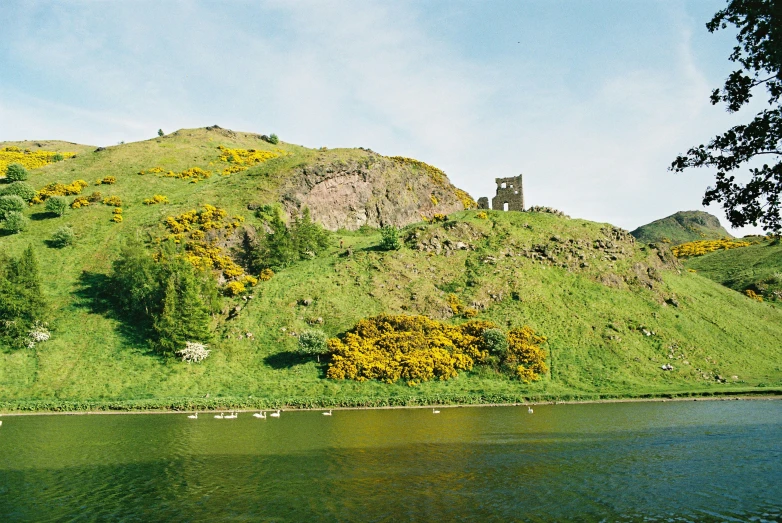 the landscape is green and full of flowers