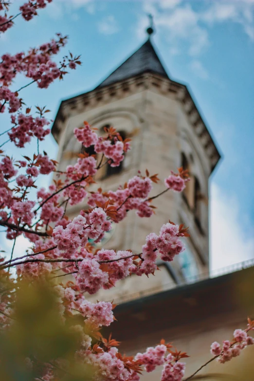 a tree with pink flowers near an old tower