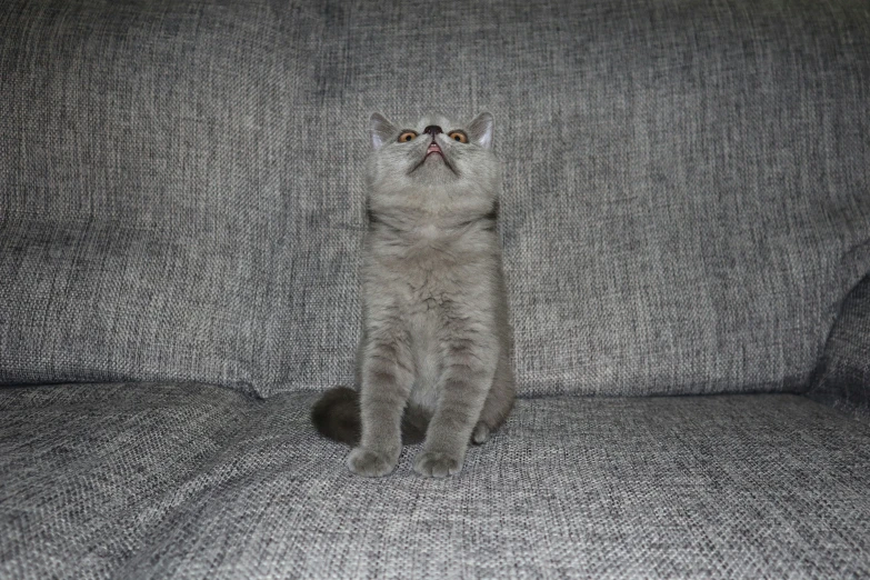 a cat sits on the couch staring upward