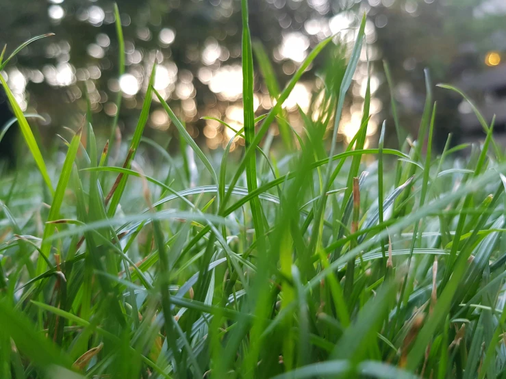 a blurry view of a grass field with trees in the background