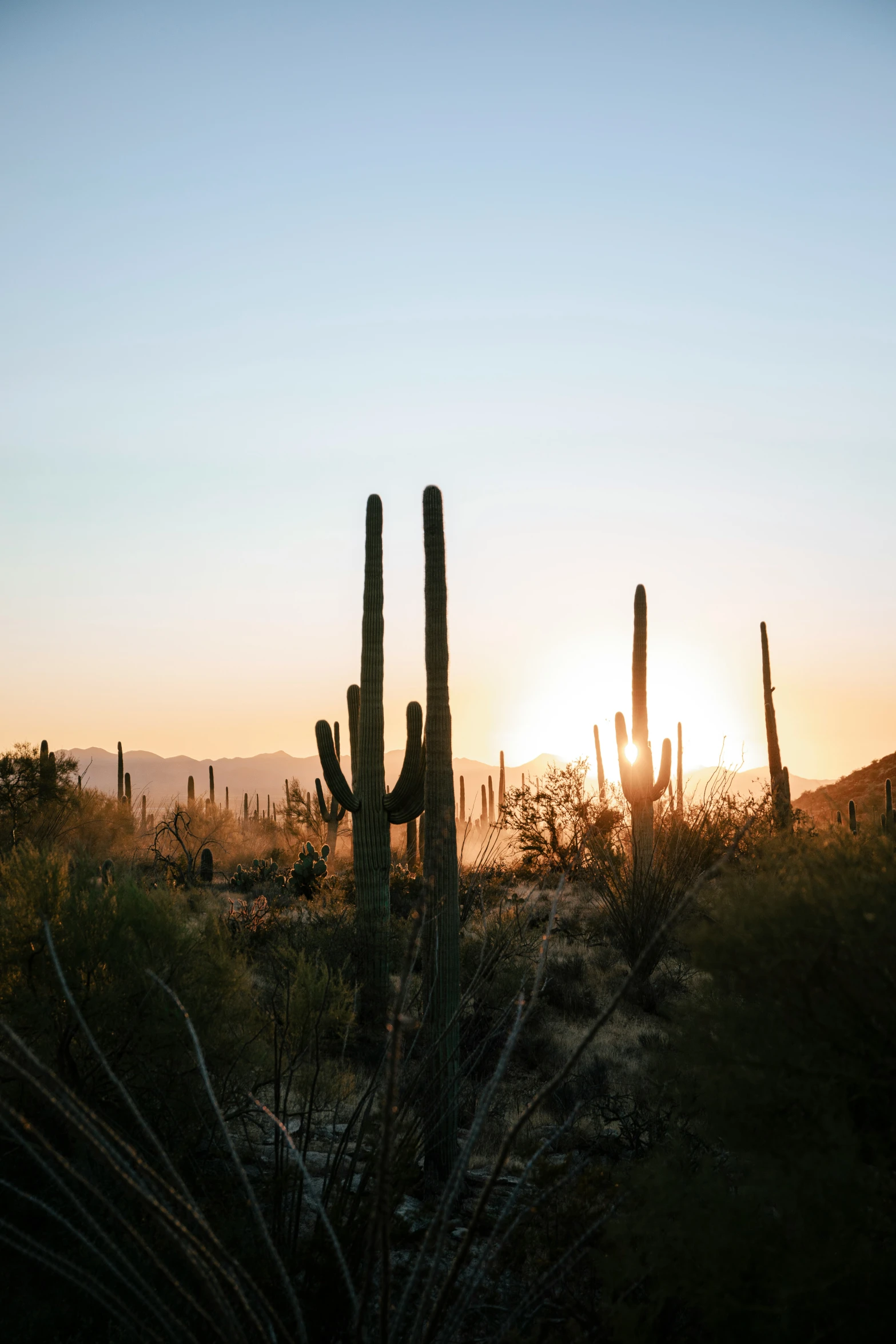 many cactuses and a sun in the background