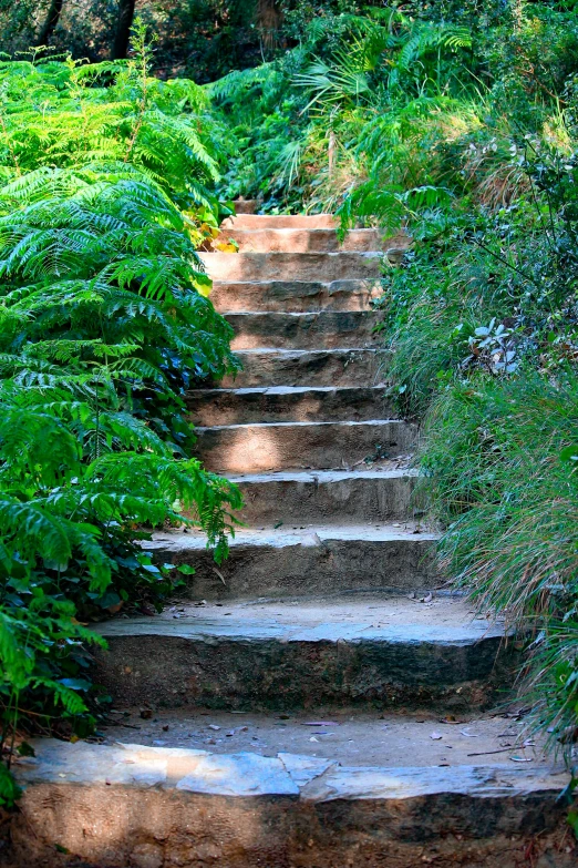 a set of steps leading through the forest in the day