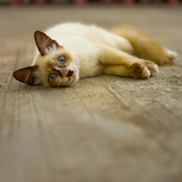 a cute cat laying on its back with it's eyes open