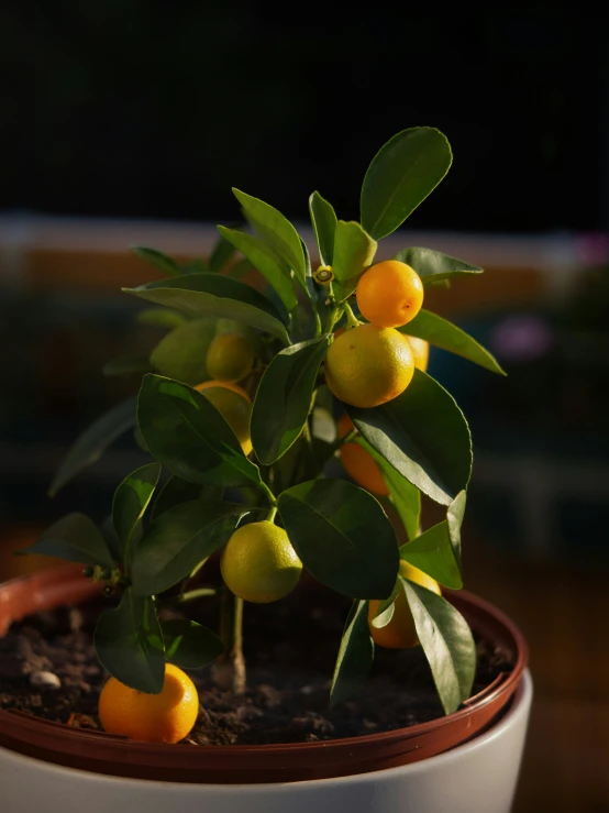 an orange tree with oranges is in the pot