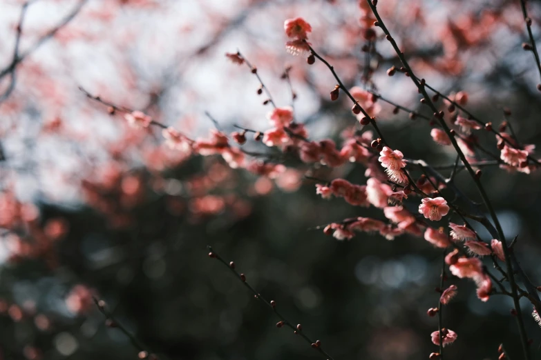 the nches are filled with blossoms in an open field