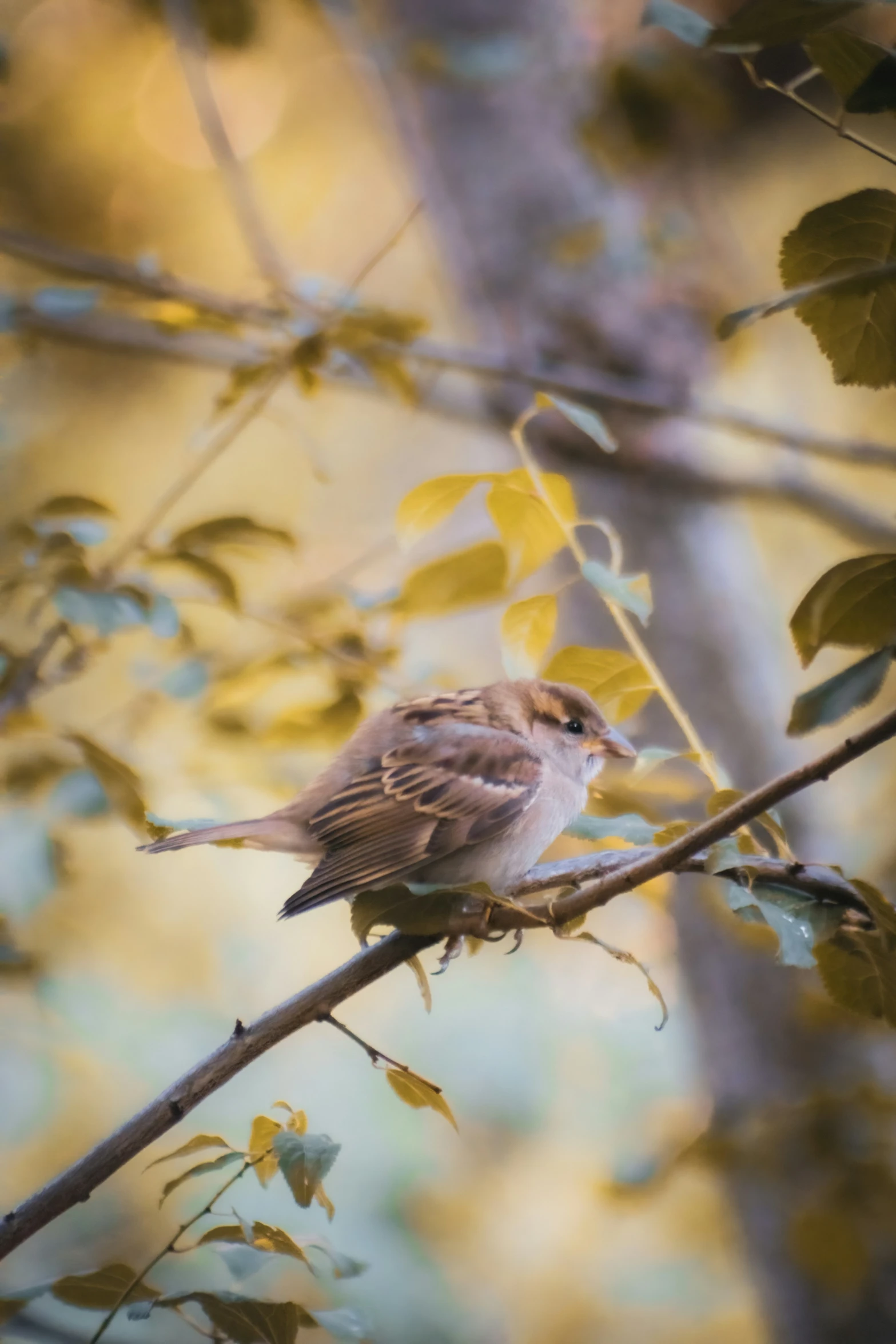 small bird perched on nch in front of a tree