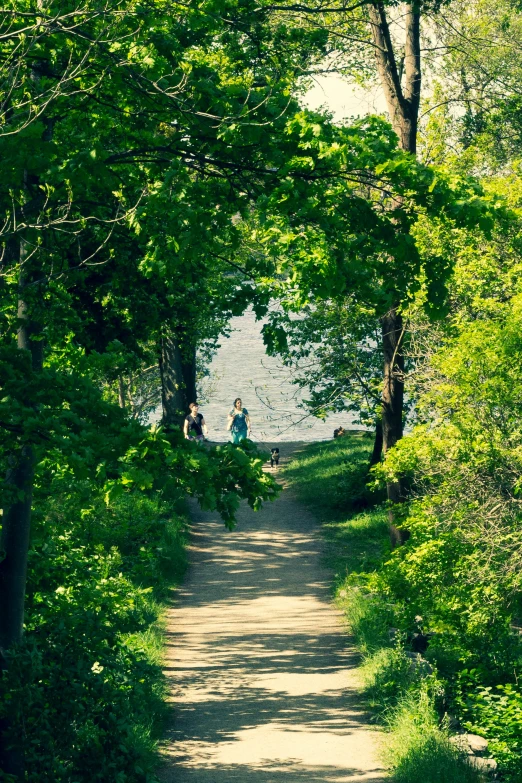 a dirt path that leads through the trees