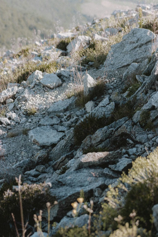 an animal stands on the edge of rocks and grasses