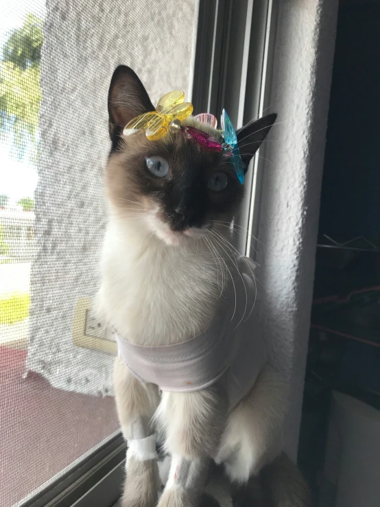 a siamese cat sitting on a window sill with an ice cream cone on its head