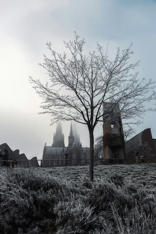 an old, bare tree stands beside a building