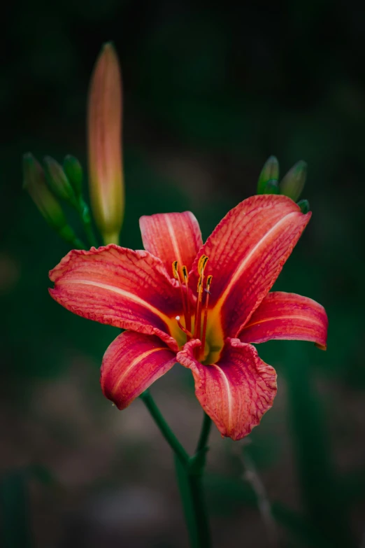 a single red and yellow flower in the garden