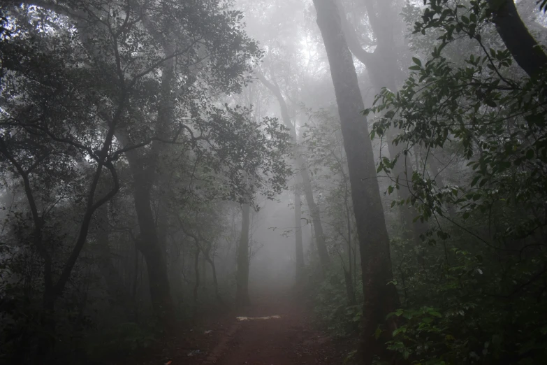 fog hangs over the trail through some trees