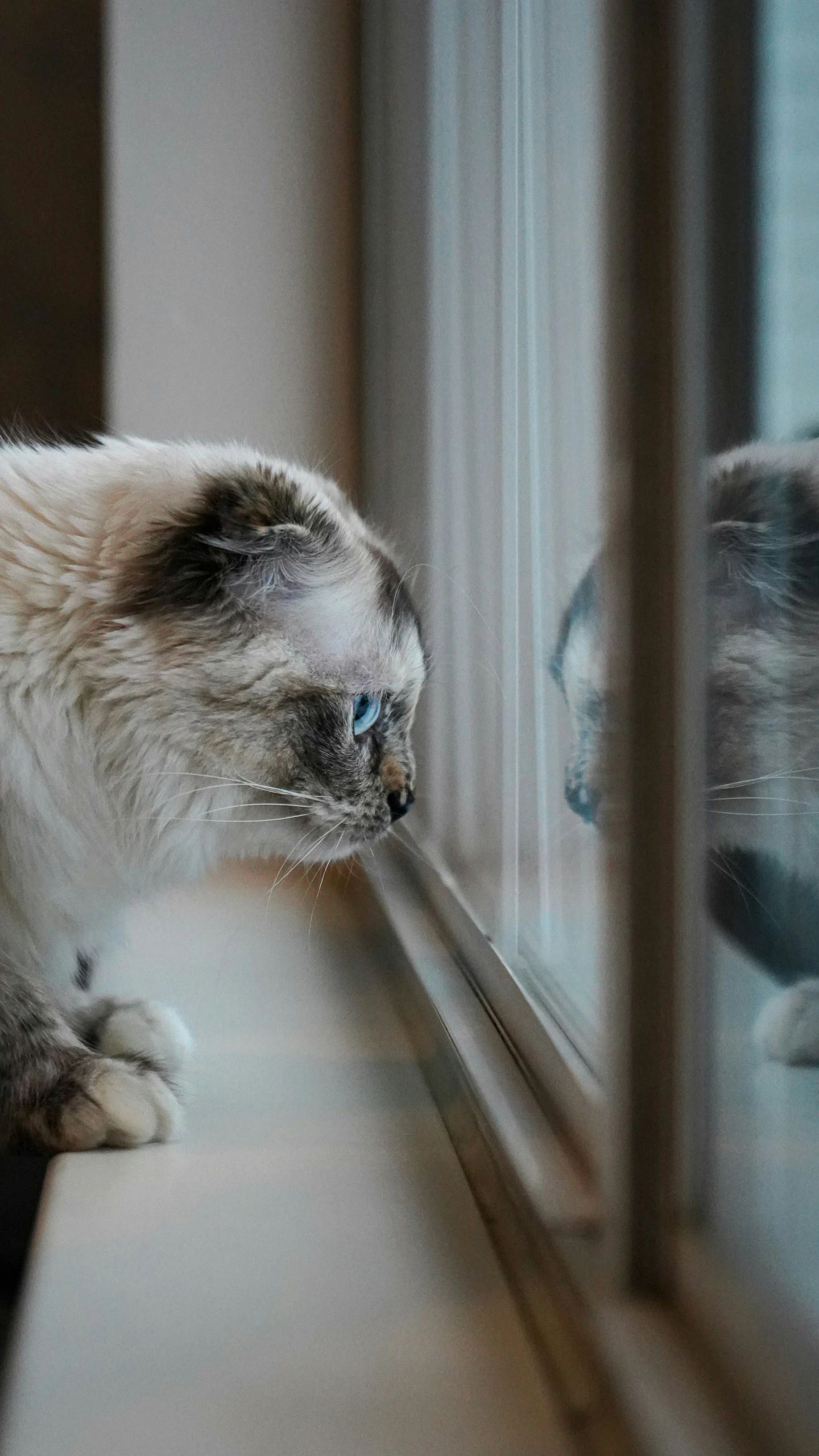 cat looking at itself in glass door way