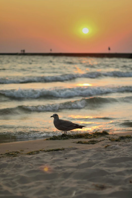 the sun sets over an ocean beach, where a bird is standing on the sand