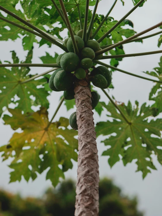 a close up view of green fruits growing on the stem