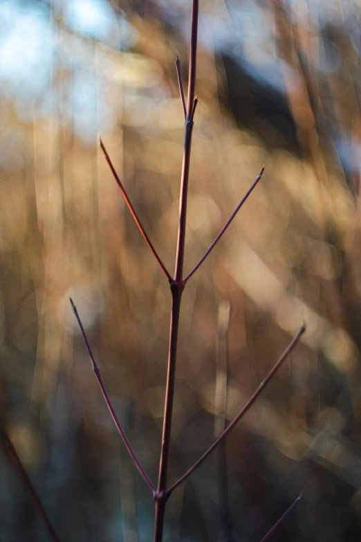 a small brown stick of thin red stems