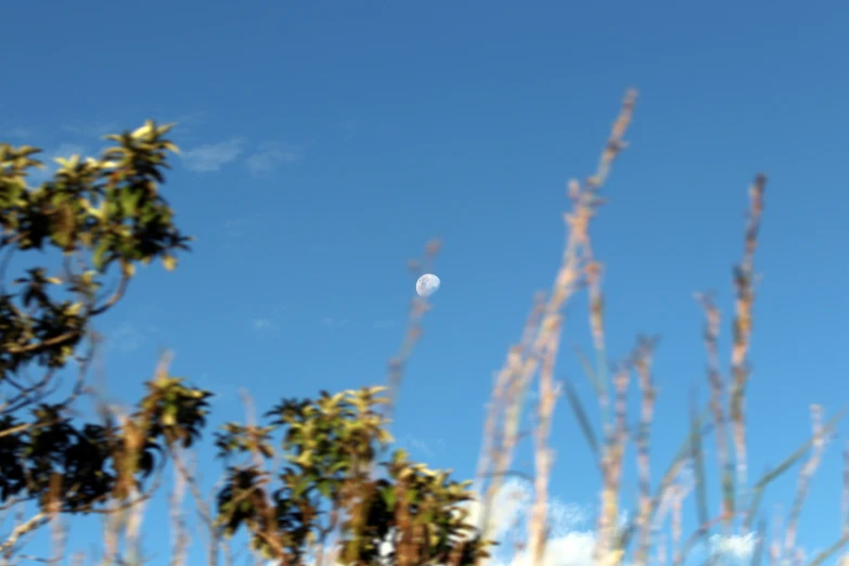 a kite flies high in the sky through weeds