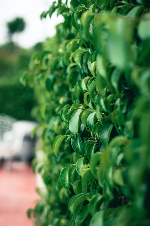 a green bush with leaves in the middle