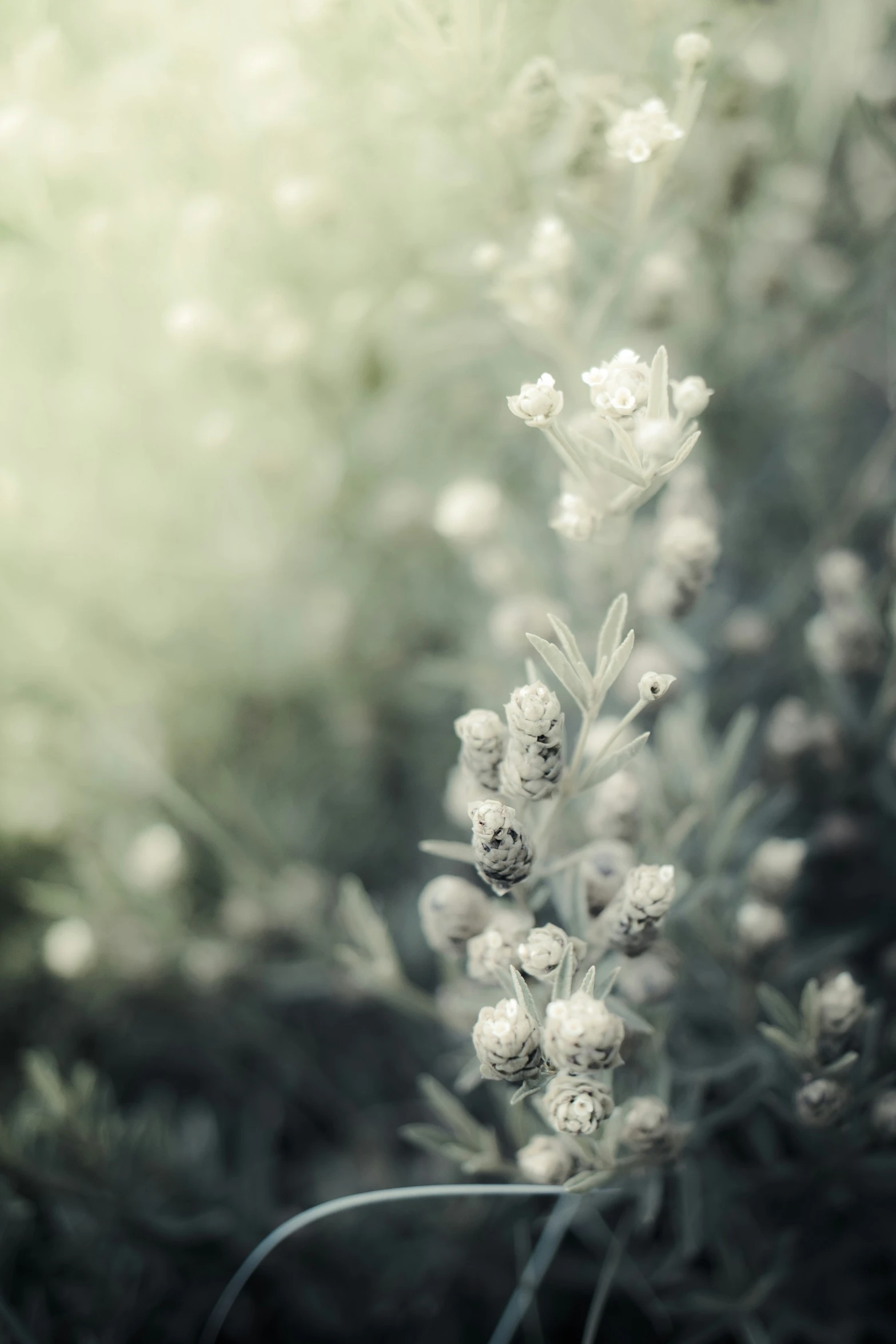 some white flowers on a green grass field