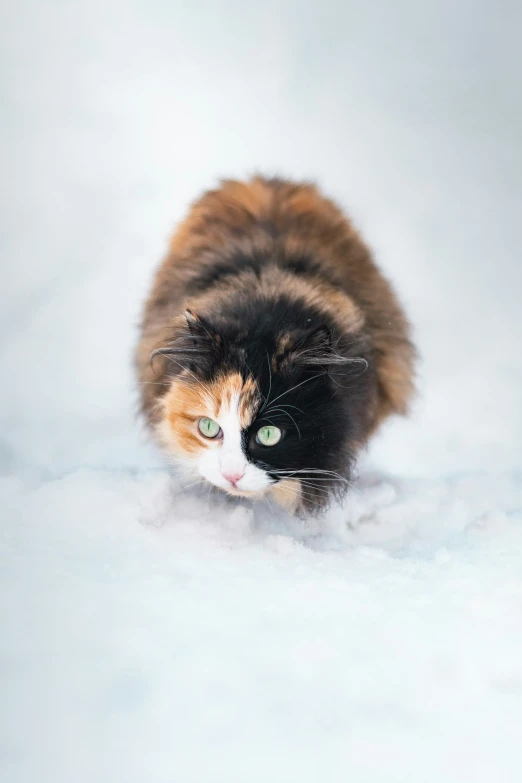 a cat is running across the snow towards the camera