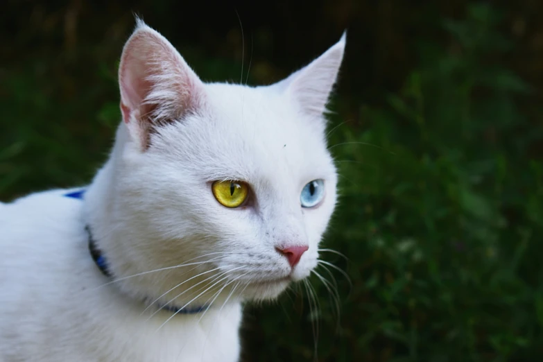 a close up of a cat's face and eyes