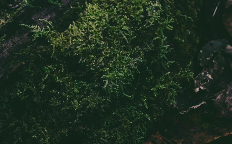 close up view of green grass covered rocks