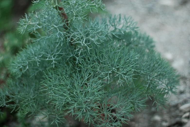 a plant with blue leaves grows near a rock