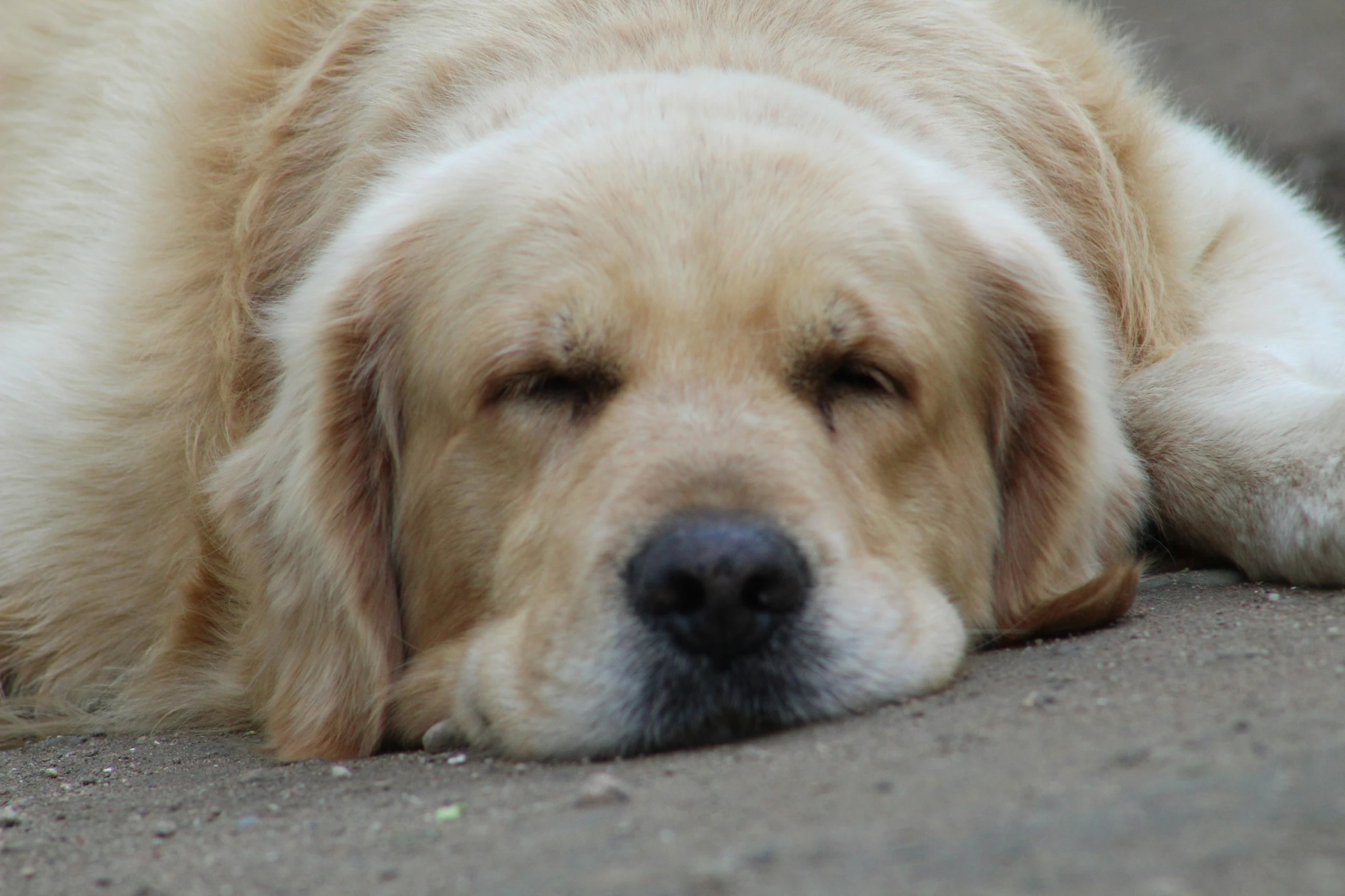 the dog has his head up while sleeping