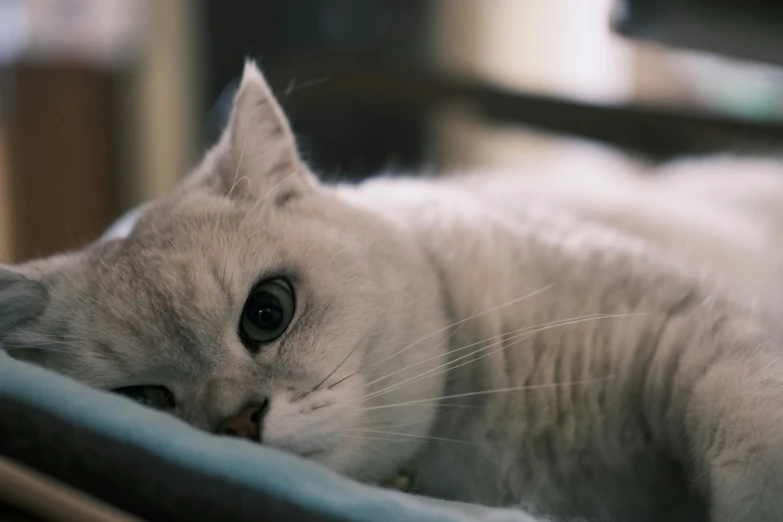 the grey cat is laying down on the carpet