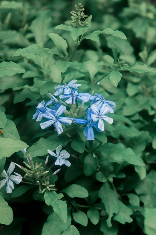 blue flowers are growing next to some greenery