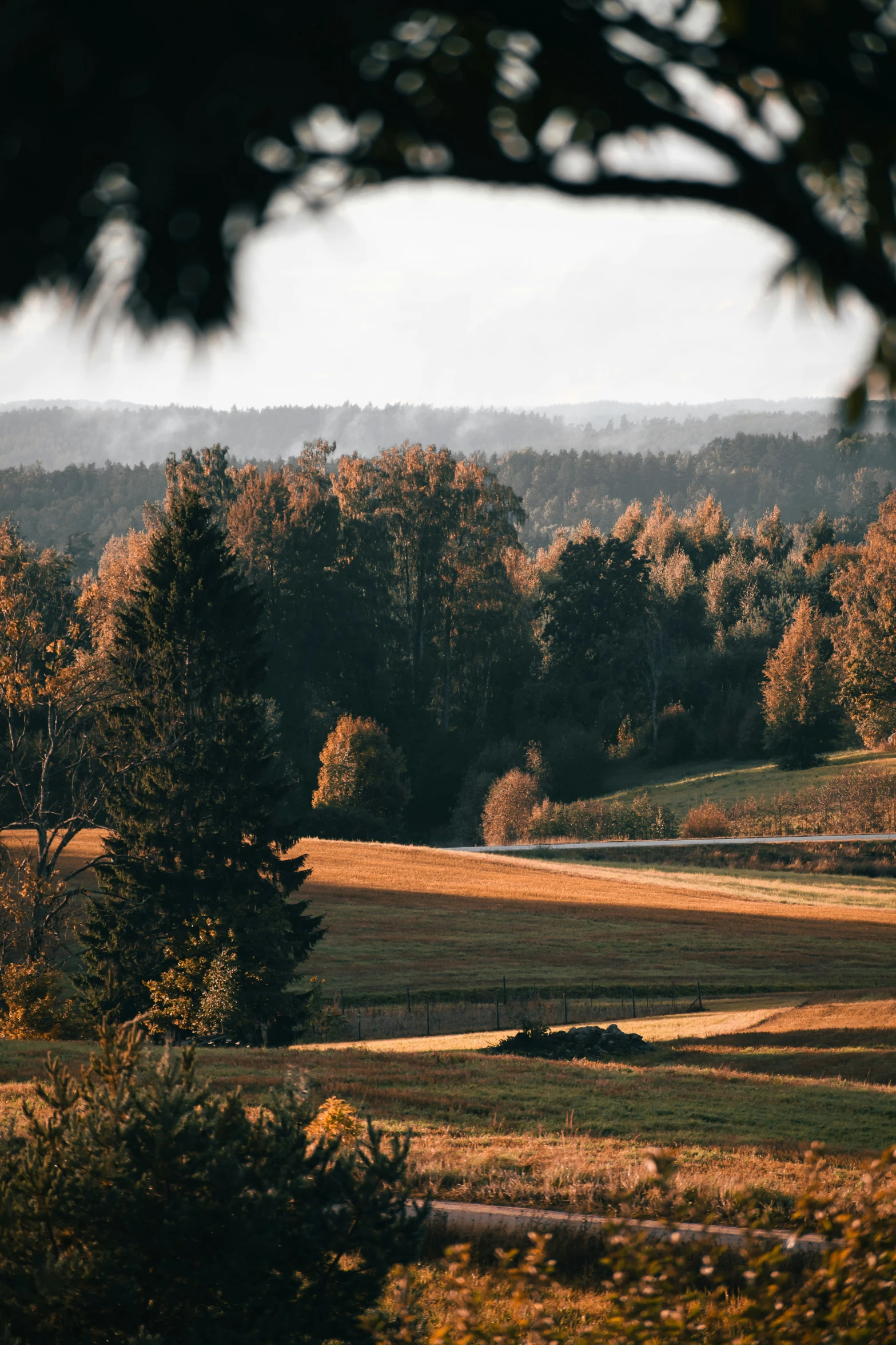 an image of view of a grassy area with trees in the background