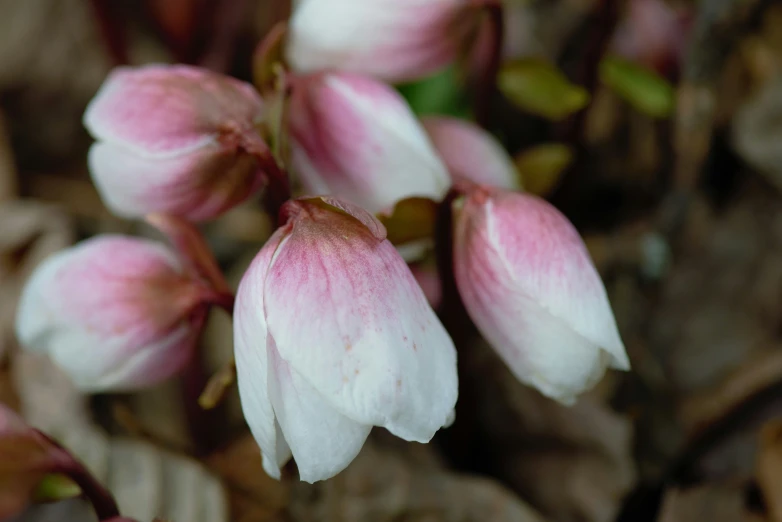 a close - up image of flowers with pink and white petals
