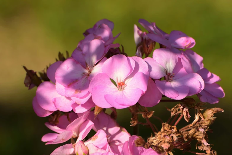 a close up s of pink flowers with green background