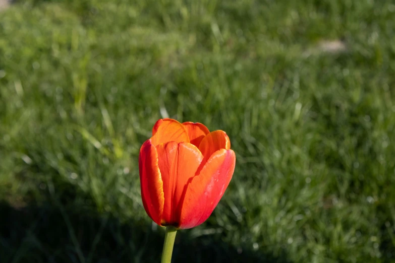 the orange flower on the stem has water droplets